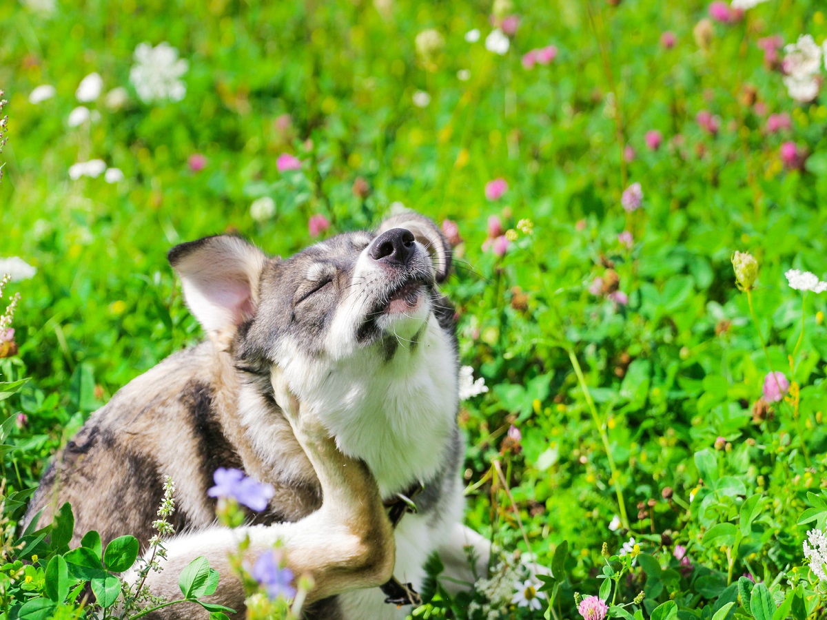 Grasmilben beim Hund Symptome Erkennen und Grasmilben Behandlung
