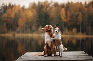 Hirschlausfliege beim Hund. Jack Russell Terrier und Nova Scotia ducking Retriever auf einem hölzernen Pier am Waldsee