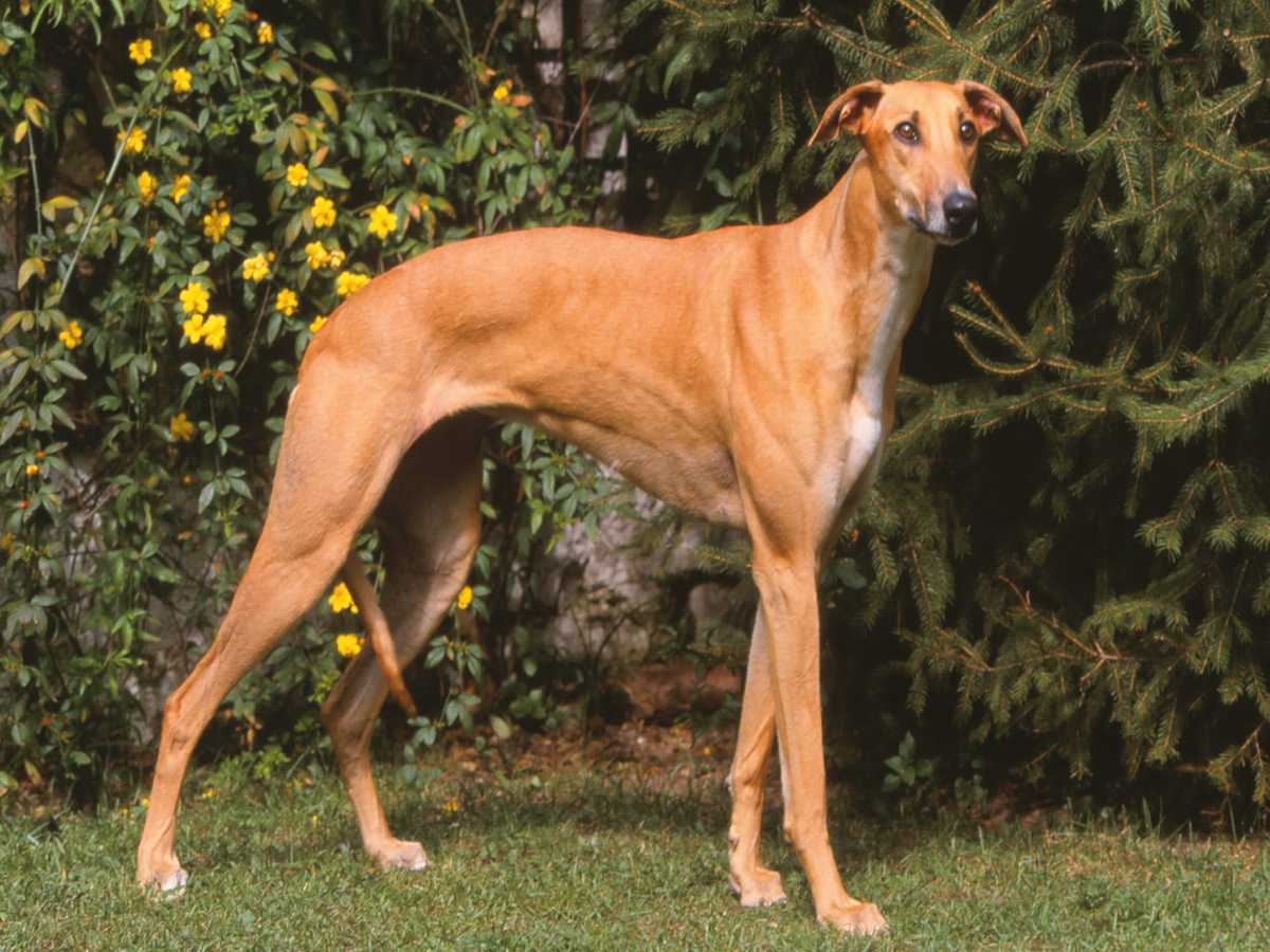 Kriebelmücken beim Hund Wie erkennt man sie Milben beim Hund