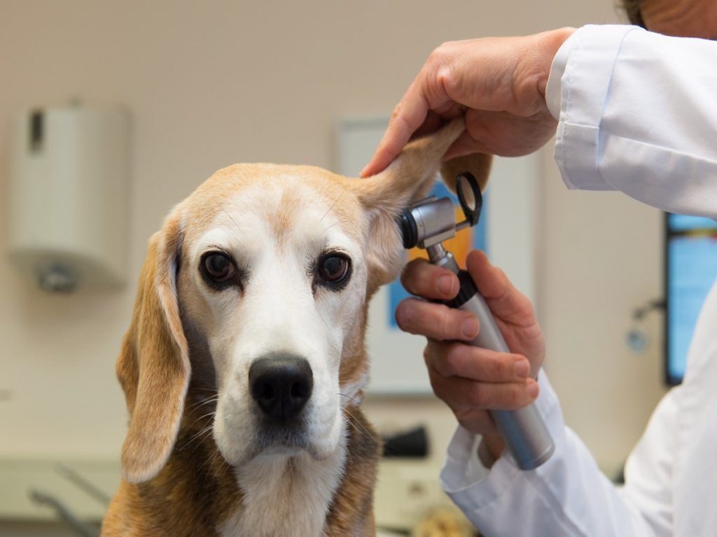 Ohrmilben beim Hund Erkennen, Ansteckung und Behandeln