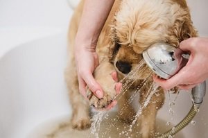 Allgemeines über Hundemilben. Frau duscht Pfote von einem Hund ab
