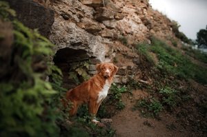 Allgemeines über Hundeparasiten. Hund kommt aus einer Höhle