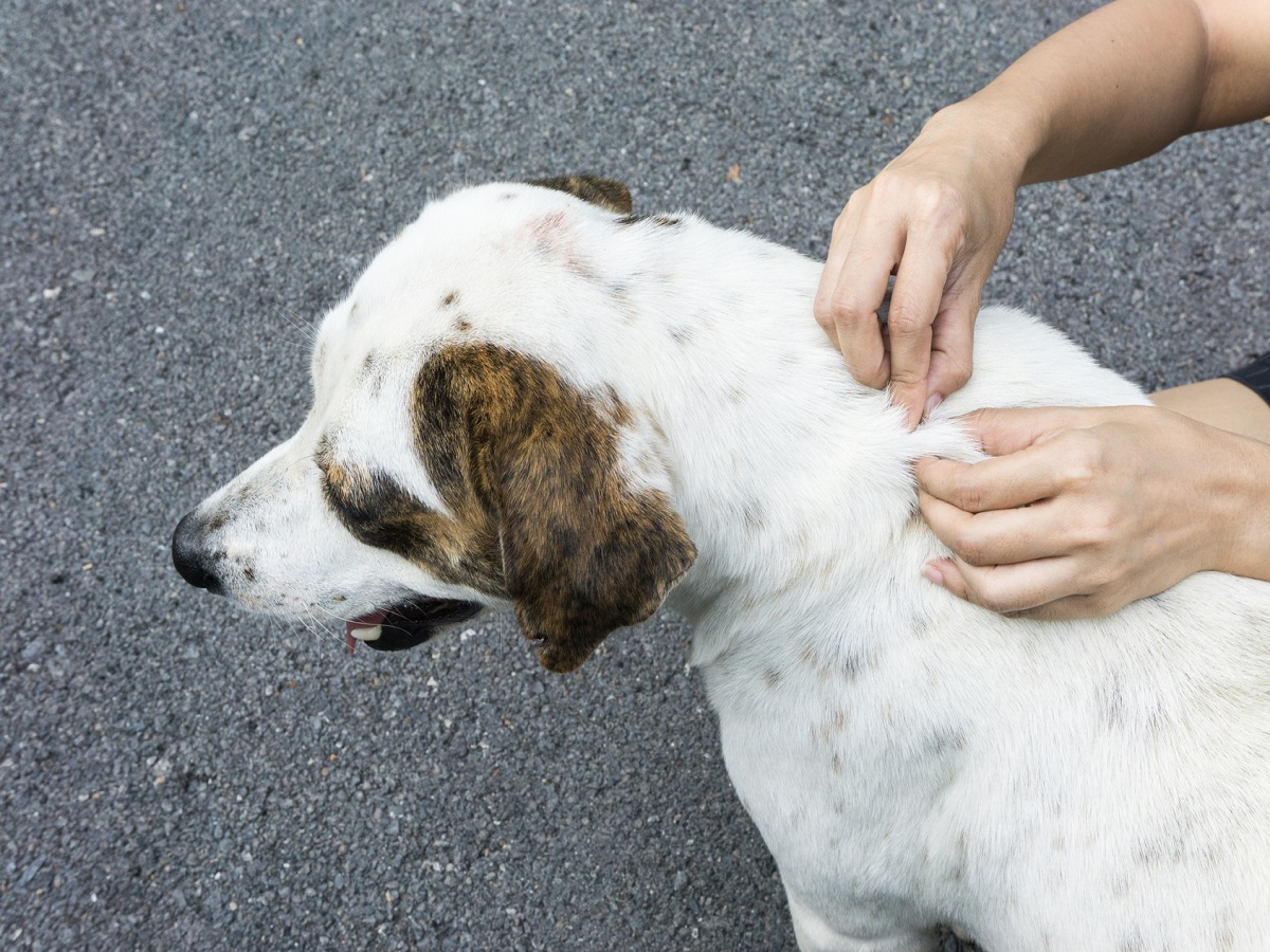 Flöhe beim Hund erkennen und Bekämpfen Krankheitsübertrager?