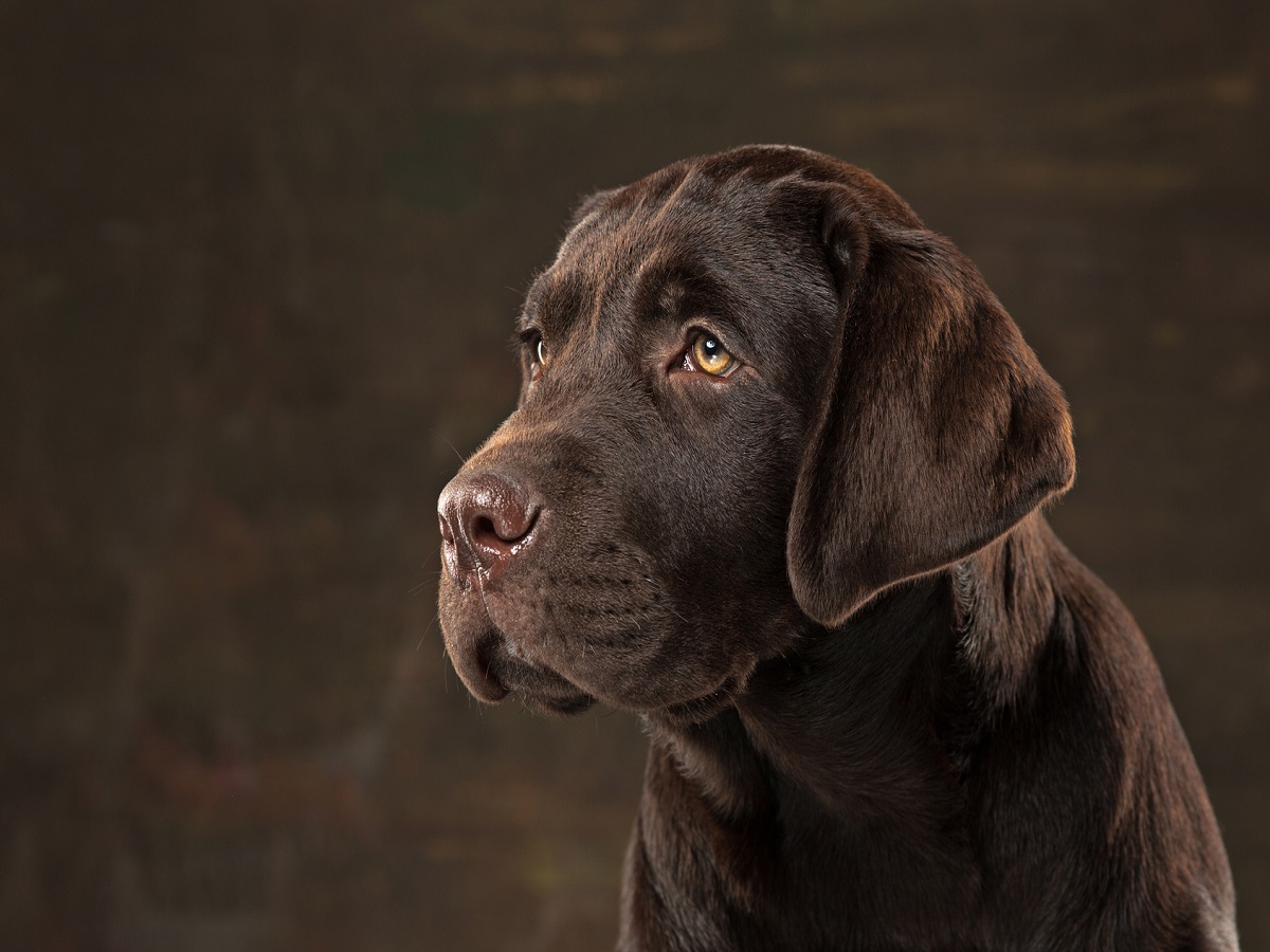 Flöhe beim Hund. Das Porträt eines schwarzen Labrador-Hundes genommen gegen einen dunklen Hintergrund
