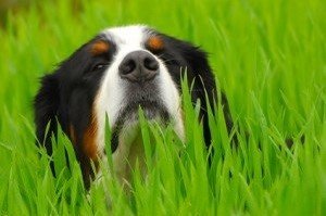 Grasmilben beim Hund. Hund im hohen Gras