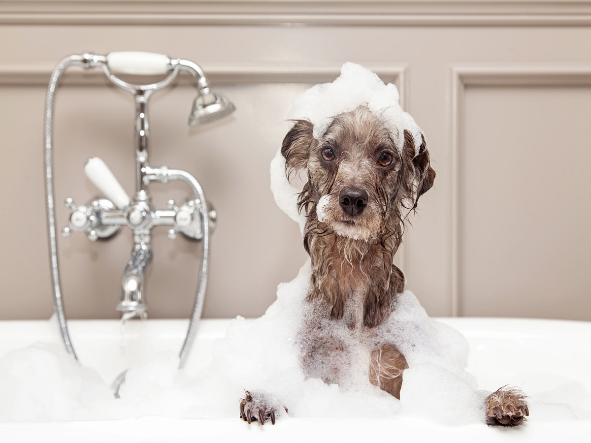 Grasmilben beim Hund. Hund in Badewanne