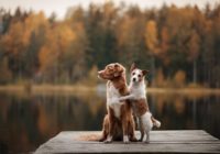 Hirschlausfliege beim Hund. Jack Russell Terrier und Nova Scotia ducking Retriever auf einem hölzernen Pier am Waldsee