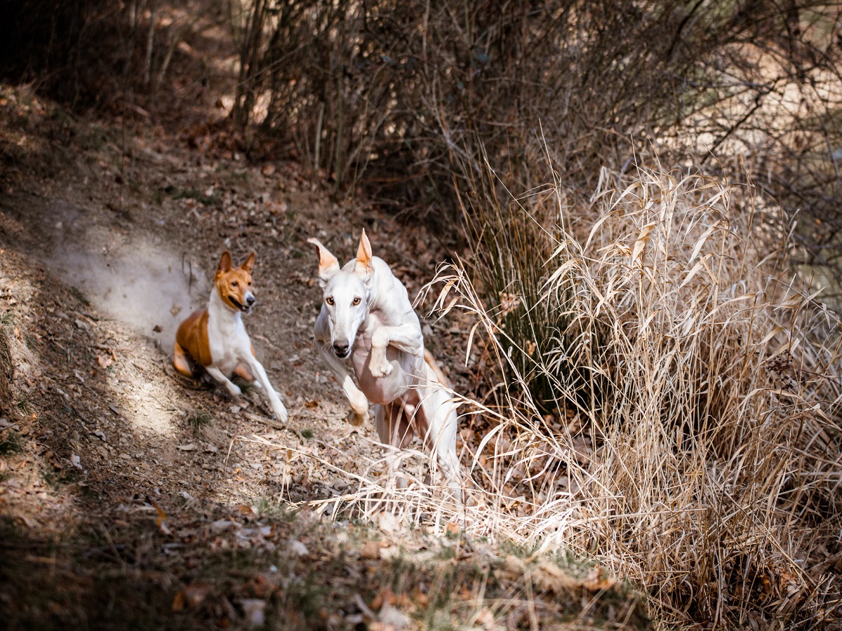 Hirschlausfliege beim Hund. 2 Hunde beim spielen, ein Basenji jagt einen Galgo
