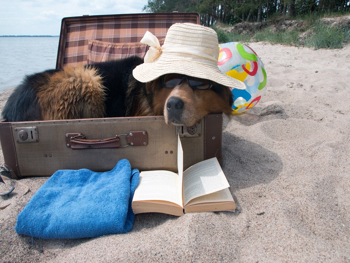 Hundehautwurm beim Hund. Hund im Koffer mit Hut und Sonnenbrille im Sommer liegt am Strand