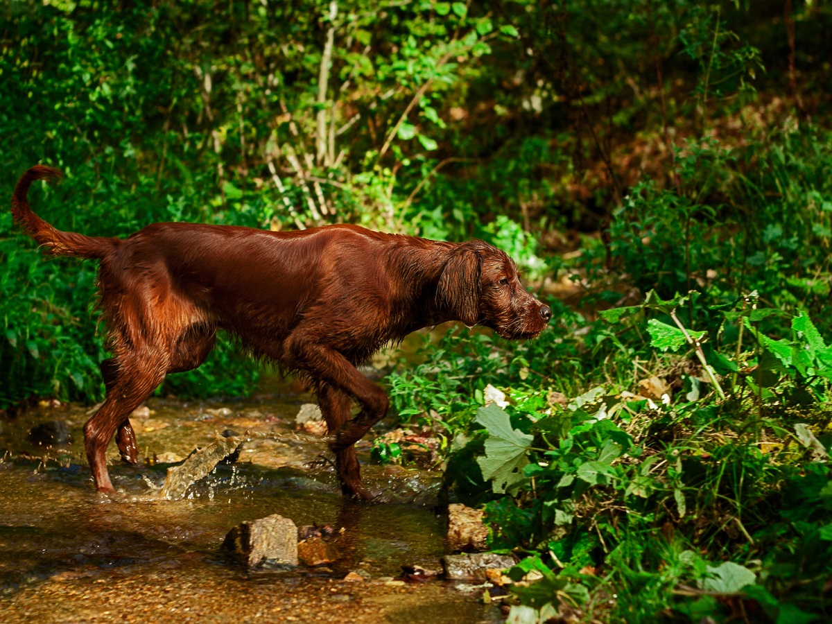 Hundehautwurm beim Hund. Junger irischer Setter überquert einen kleinen Bach auf der Suche nach einer Fährte. Während des Trainings aufgenommenes Bild.