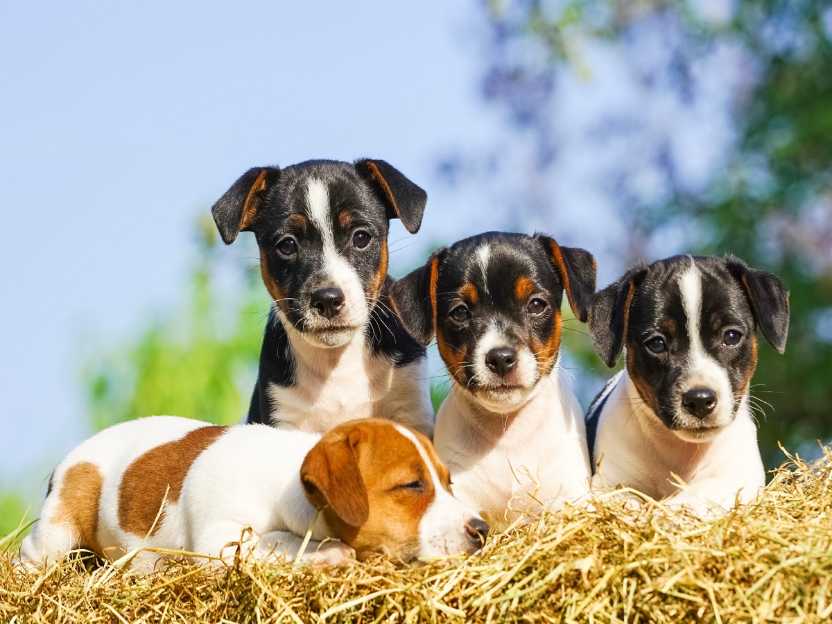 Kokzidiose beim Hund. Vier junge Hundewelpen im Sonnenschein auf einem Strohballen