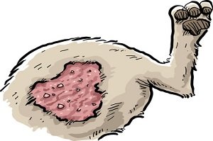 Kriebelmücken beim Hund. Gezeichnete Grafik mit entzündetem Hinterlauf beim Hund