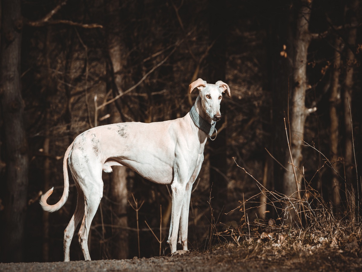 Kriebelmücken beim Hund. Galgo Español frei laufend im Wald