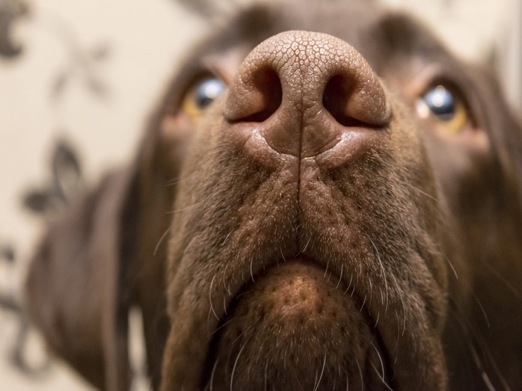 Nasenmilben beim Hund bekommt Ihr Hund schlecht Luft?