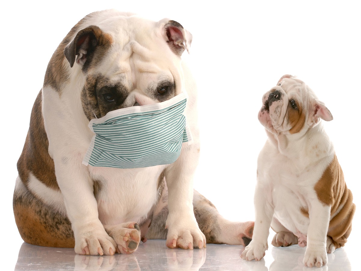 Nasenmilben beim Hund bekommt Ihr Hund schlecht Luft?