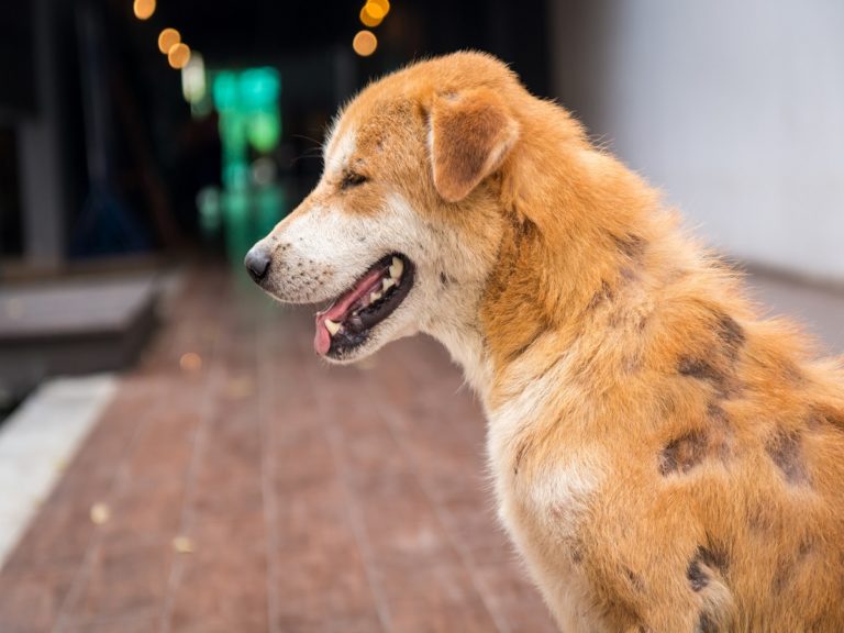 Räude beim Hund können auch Menschen befallen.