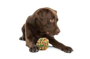 Würmer beim Hund. Welpe sitzend mit Ball aus Garn